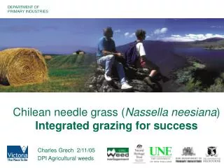 Chilean needle grass ( Nassella neesiana ) Integrated grazing for success