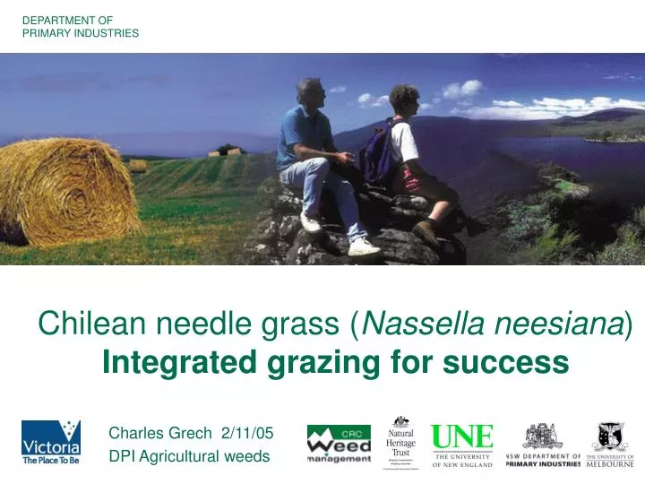 chilean needle grass nassella neesiana integrated grazing for success