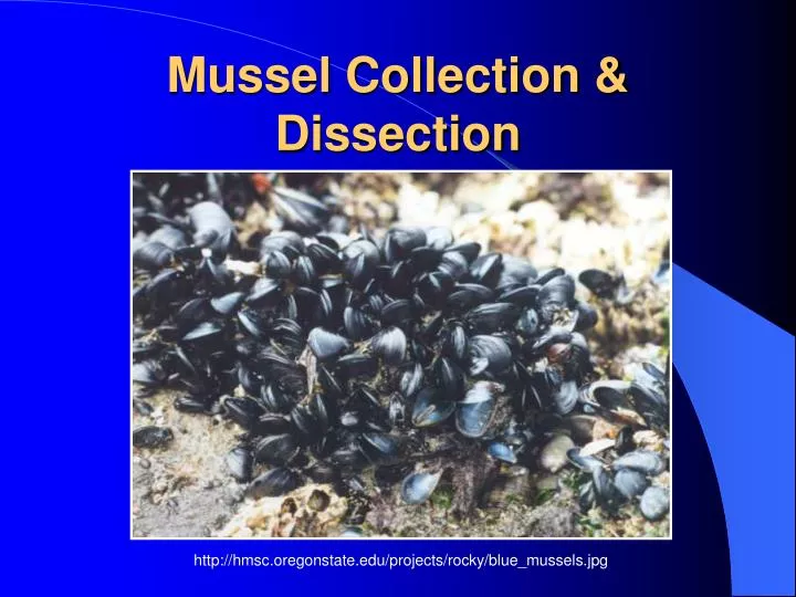 mussel collection dissection