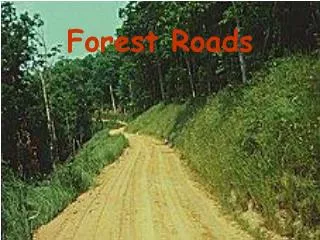 Forest Roads