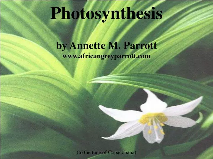 photosynthesis by annette m parrott www africangreyparrott com to the tune of copacobana