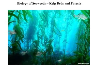 Biology of Seaweeds – Kelp Beds and Forests