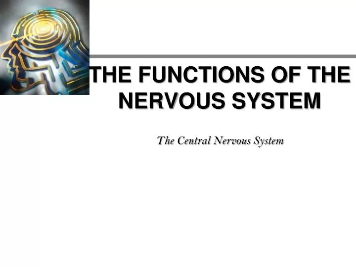 the functions of the nervous system the central nervous system