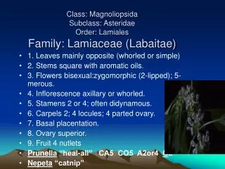 Class: Magnoliopsida Subclass: Asteridae Order: Lamiales Family: Lamiaceae (Labaitae)