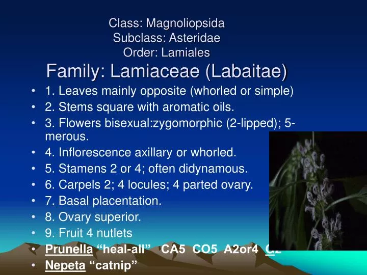 class magnoliopsida subclass asteridae order lamiales family lamiaceae labaitae