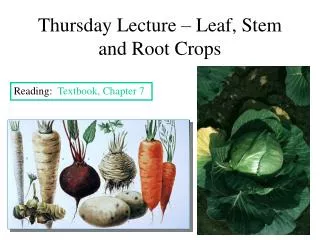 Thursday Lecture – Leaf, Stem and Root Crops