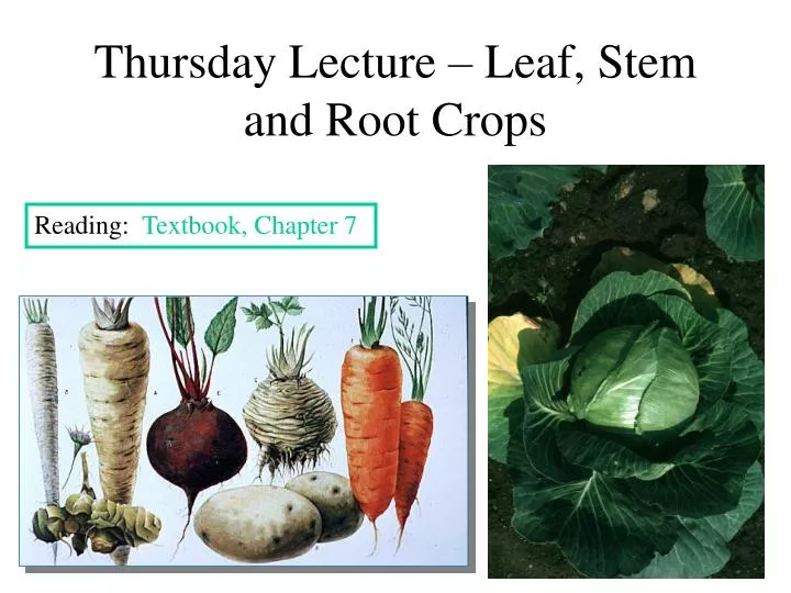 thursday lecture leaf stem and root crops