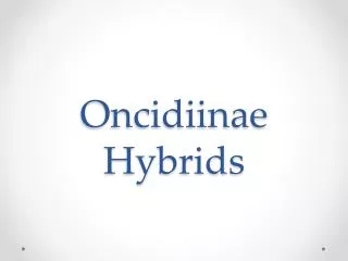 Oncidiinae Hybrids