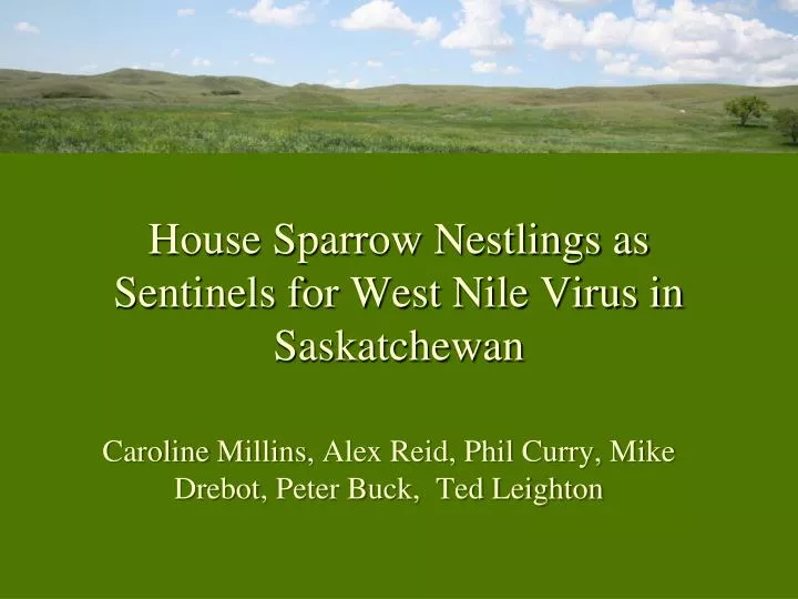 house sparrow nestlings as sentinels for west nile virus in saskatchewan