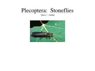 Plecoptera: Stoneflies “pleco” = folded
