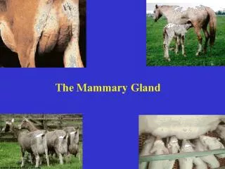The Mammary Gland