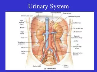 urinary system