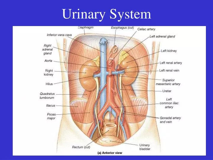 urinary system