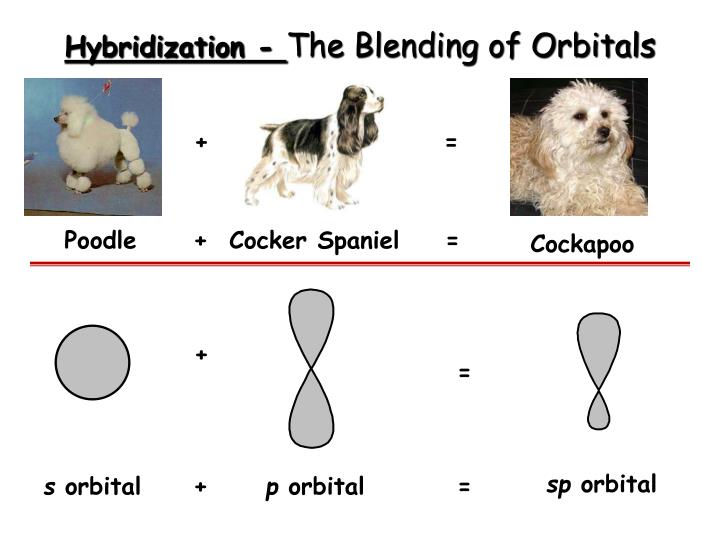 hybridization the blending of orbitals