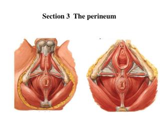 Section 3 The perineum