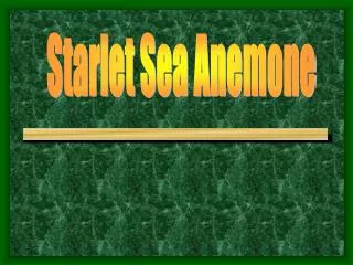 Starlet Sea Anemone