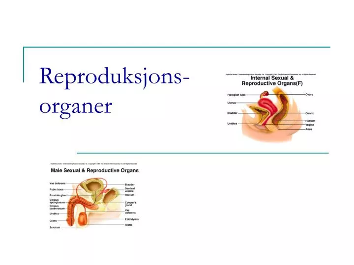 reproduksjons organer