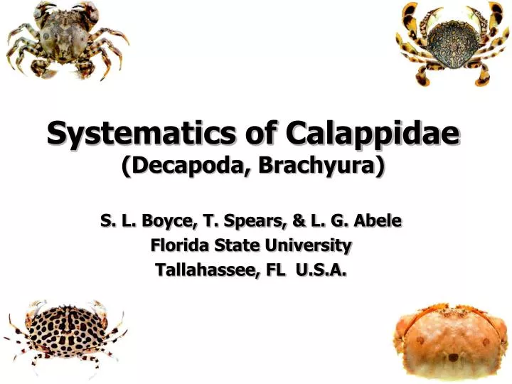 systematics of calappidae decapoda brachyura