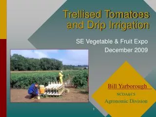 Trellised Tomatoes and Drip Irrigation