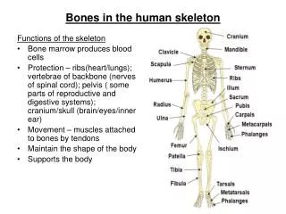 Bones in the human skeleton