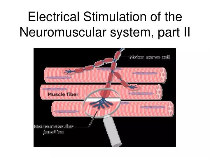 electrical stimulation of the neuromuscular system part ii