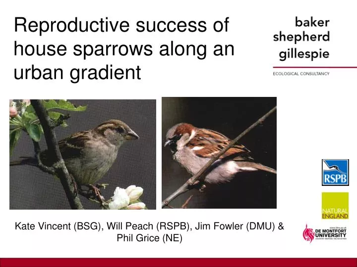 reproductive success of house sparrows along an urban gradient