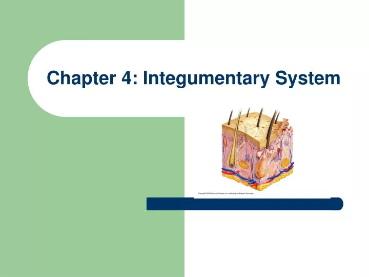 chapter 4 integumentary system