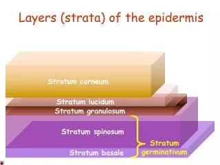 Layers (strata) of the epidermis