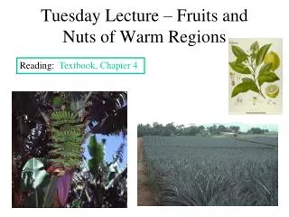 Tuesday Lecture – Fruits and Nuts of Warm Regions
