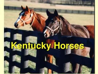 Kentucky Horses