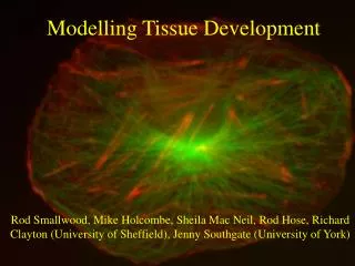 Modelling Tissue Development