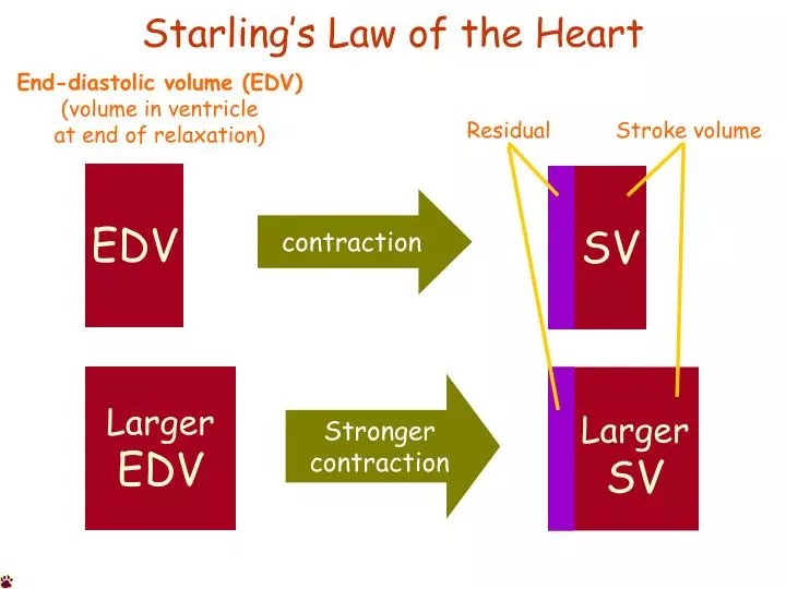 starling s law of the heart