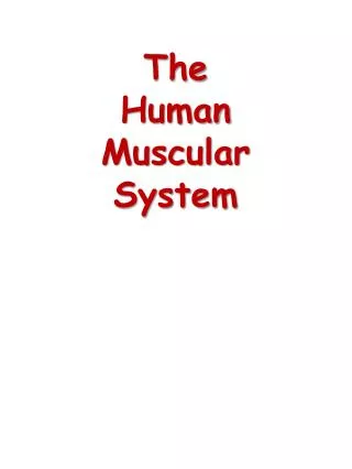 The Human Muscular System