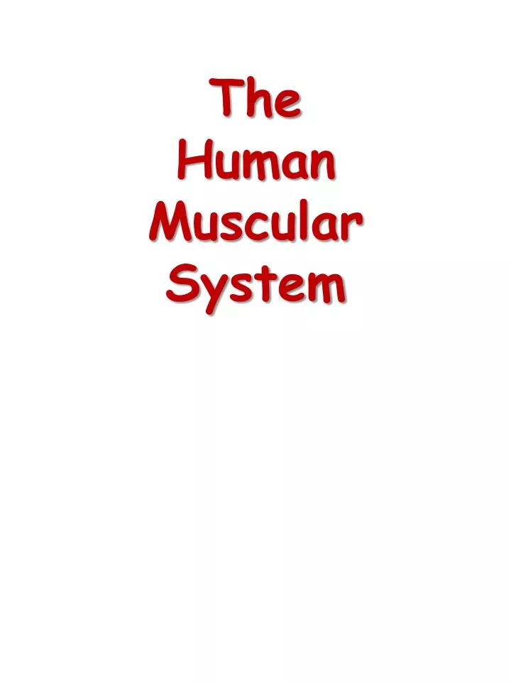 the human muscular system