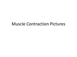 Muscle Contraction Pictures