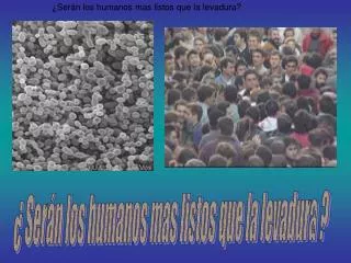 ¿Serán los humanos mas listos que la levadura?