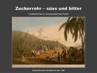 zuckerrohr s ss und bitter
