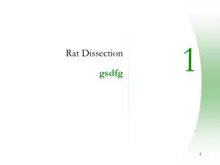 Rat Dissection gsdfg