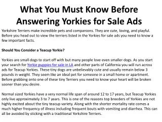 What You Must Know Before Answering Yorkies for Sale Ads