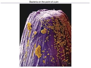 Bacteria on the point of a pin