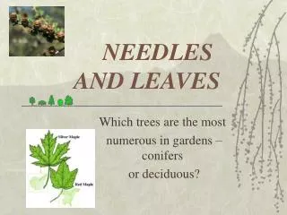 NEEDLES AND LEAVES