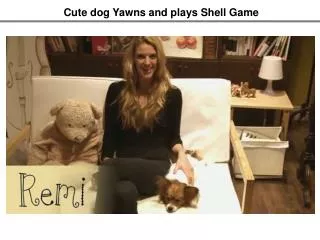 Cute dog Yawns and plays Shell Game