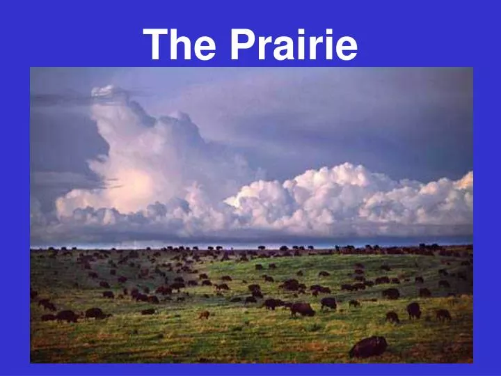 the prairie