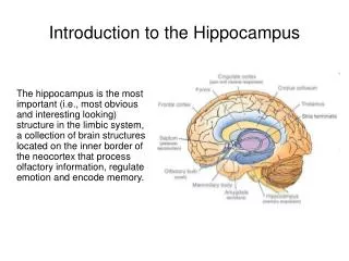 Introduction to the Hippocampus