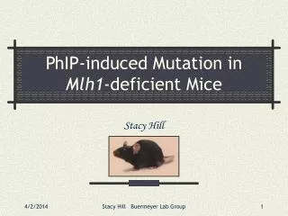 PhIP-induced Mutation in Mlh1 -deficient Mice