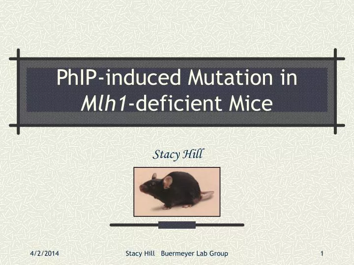 phip induced mutation in mlh1 deficient mice