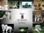 Tiger - slide 1