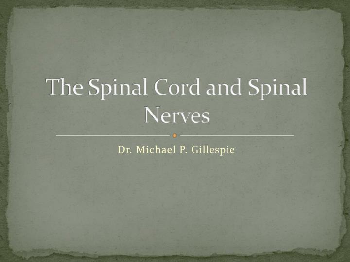 the spinal cord and spinal nerves
