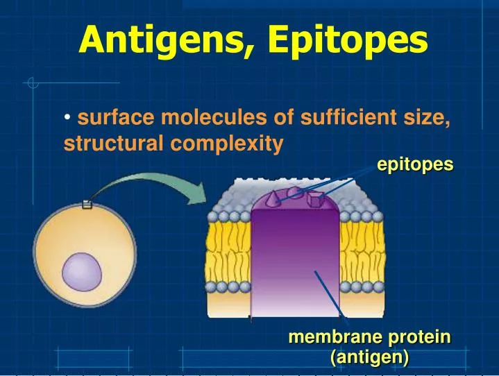antigens epitopes