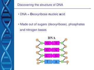 Discovering the structure of DNA